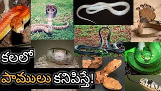 కలలో పాము కనిపిస్తే  Kalalo Pamu Kanipiste  Snake in Dream Analysis amp Meaning  Dreambook [upl. by Cathryn]