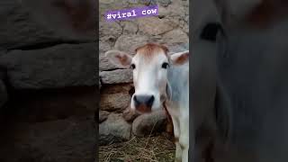 Peles 3k veiws complete this video cow mata😍 [upl. by Arreik]