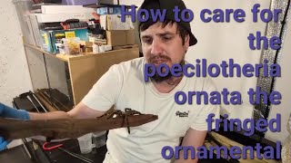 How to care for the poecilotheria ornata the fringed ornamental [upl. by Rehpinej]