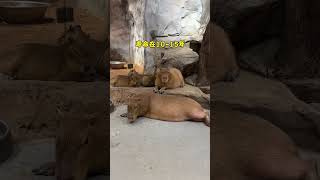 It turns out that the Capybara can live so long Changsha Zoolung large indoor zoo Capybara [upl. by Waldon]