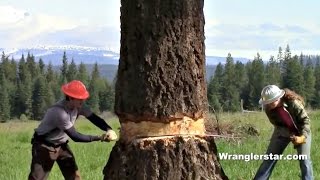 Felling Giant Tree With Crosscut Saw [upl. by Elmaleh659]