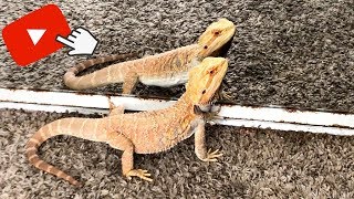 Bearded dragon fighting with his reflection [upl. by Stasny]