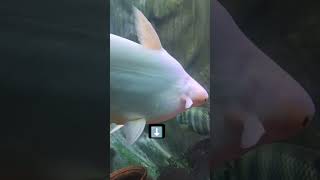 Mysore explore trip fish aquarium viral aquazoo bigfish [upl. by Mattie]