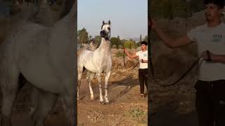 Jassid ka خيل horse حصان [upl. by Salvay]