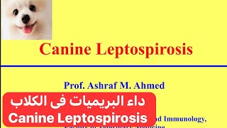 داء البريميات في الكلاب Canine Leptospirosis [upl. by Hendel]