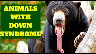 AMAZING ANIMALS WITH DOWN SYNDROME [upl. by Ireland425]