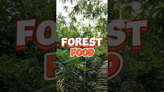 Forest Food  Agroforestry follower agroforestry forestfood happy farming [upl. by Dlopoel252]