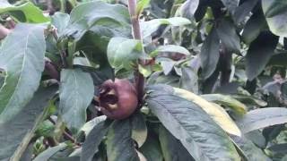 Medlar Tree in the Permaculture Garden [upl. by Yrdnal]