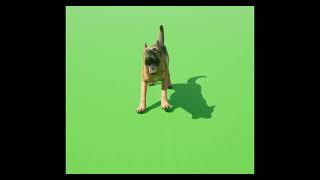 dog barking angry green screen [upl. by Bradney]