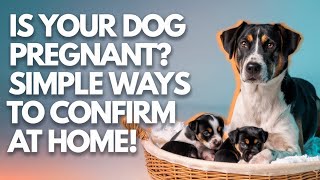 कैसे जानें कि आपका कुत्ता गर्भवती है घर पर आसान उपाय  Is Your Dog Pregnant Check at Home [upl. by Enyrb]