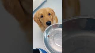 给狗狗一颗狗粮它会什么反应How does a dog react when given a piece of dog food goldenretriever pets puppy [upl. by Norad]