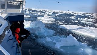 Greenland longline fishing 2023 [upl. by Ahsinwad]