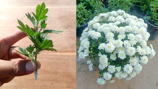 How to grow Chrysanthemum [upl. by Trula]