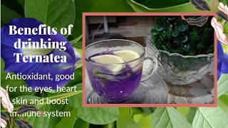 MAKING TEA MADE OF TERNATEA BLUE BUTTERFLY PEA FLOWER AND ITS BENEFITS TO OUR HEALTH [upl. by Eirrot]