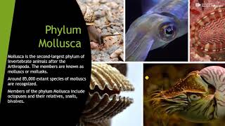 Phylum mollusaclass gastropodaceohalopoda bivalvia [upl. by Clarie]