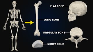 Types of bones Long shortFlatirregular amp Sesamoid bones 3d illustration [upl. by Adams]