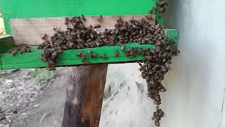 bee honey🐝farming  pure honey  shorts like beefarming shots honeybee youtubeshorts viral [upl. by Enra]