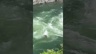 Northern California bear swept downstream while trying to cross South Yuba River [upl. by Ettenwahs]