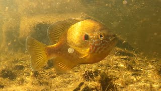 Underwater bed footage of the prettiest freshwater fish in North America the Pumpkinseed [upl. by Enirehtahc154]