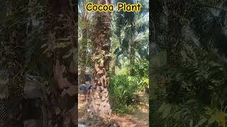 cocoa as intercropping in oilpalmcultivation dripirrigation horticulture rayagada explore [upl. by Atekin568]