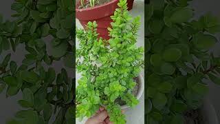 Jade plant  Jade plant Indoor rakh sakte hain ya nahi jade jadeplant [upl. by Annabell]