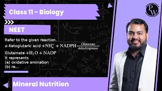 Refer to the given reaction αKetoglutaric acid NH4NADPH Glutamate  dehydrogenase Glutam [upl. by Emmet763]