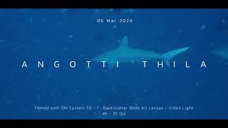 NIKA DIVING MALDIVES 2024  OM SYSTEM TG 7  MAAYA THILA NIGHT DIVE  4K [upl. by Ygiaf]