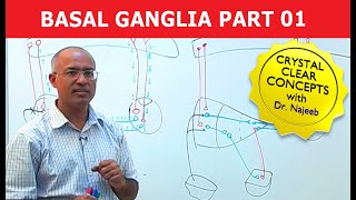 Basal Ganglia  Neuroanatomy  Part 13 [upl. by Eiramanad]