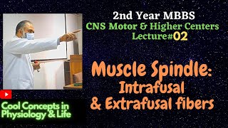 2 LIVE Muscle Spindle  Intrafusal amp Extrafusal fibers  Stretch Reflex MBBS [upl. by Meesak]