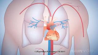 The 50year quest to replace warfarin by Nature Video [upl. by Romeo514]