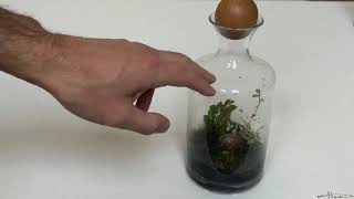 How To Get Rid Of Gnats From A Terrarium [upl. by Ahron342]