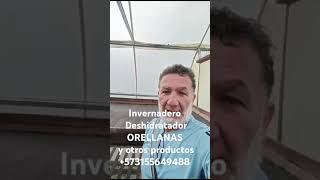 INVERNADERO DESHIDRATADOR PARA ORELLANAS Y OTROS ALIMENTOS Y PRODUCTOS 573155649488 agricultura [upl. by Baillieu]