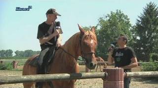 Triembach met le cheval à lhonneur Alsace [upl. by Danas]