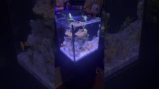 Red Sea Max Nano has everything you need to get to ur reef tank up and running aqualabcreations [upl. by Bibeau]