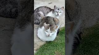 『帯状疱疹系YouTuber』猫猫 ねこ動画 野良猫動画 実家猫 [upl. by Eux448]