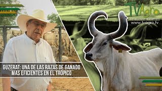 Guzerat Una de las Razas de Ganado mas Eficientes en el Tropico  TvAgro por Juan Gonzalo Angel [upl. by Kciv]