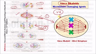 Anticancer Drugs Part10 Extension Vinca Alkaloid Mechanism of Action in Cancer Treatment [upl. by Adnelg]