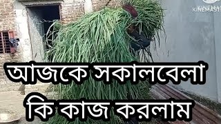 আজকে সকাল বেলা কি কাজ করলাম l Helal krishI [upl. by Ffej791]