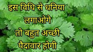 Ghar par Dhaniya ugane ka sabse best tarika🌿🌿mission bagwani ।। [upl. by Caressa9]