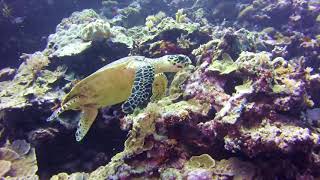 Diving in the Islands of Palau [upl. by Allerym]