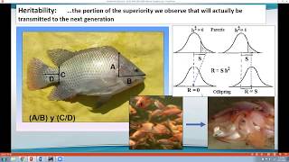 Aquaculture Genetics  The Basics [upl. by Drarig30]