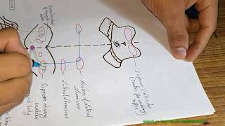 AUDITORY PATHWAY by DrAbhishek kumar [upl. by Nerro183]