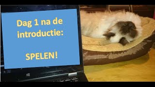 Nieuwe kat erbij  kattenvlog  dag 15 [upl. by Anilev]