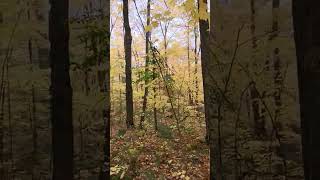 Canyon Falls Roadside Park Upper Peninsula Michigan Oct2024 [upl. by Gerardo]