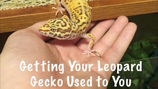 How to Get Your Leopard Gecko Used to You [upl. by Richella626]