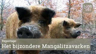 Mangalitsa [upl. by Ailimat]