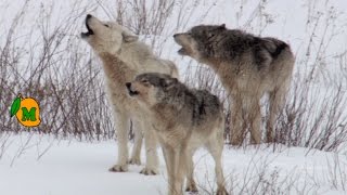 The Predatory Wolf Pack Of Yellowstone National Park  White Wolf Documentary [upl. by Tennes920]