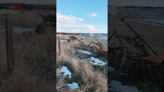 the barn cat is chasing something in the tall grass [upl. by Idur]