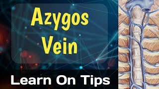 Azygos Vein [upl. by Ierna]