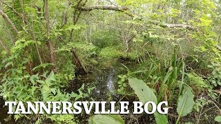 Desperately seeking sundews Exploring a natural Bog [upl. by Willin]